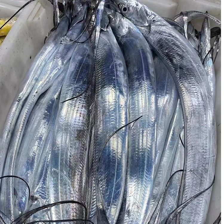 《东海油刀》鲜吊带鱼一箱净重3斤左右