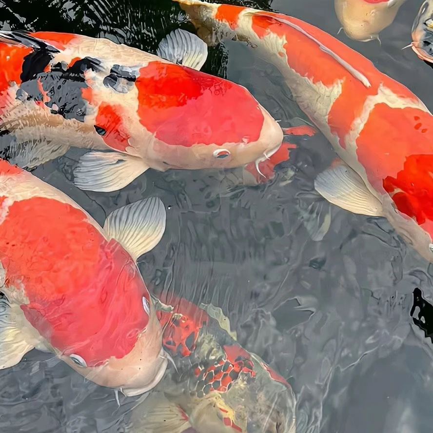 锦鲤  空鲤  羽白  芥子  茶鲤   花色 黄金  黑金 混色搭配