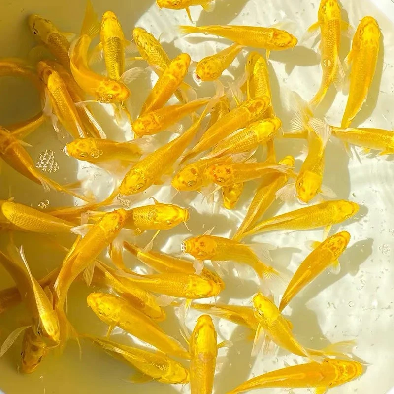 【6黄1黑】8-10公分冷水鱼活体观赏鱼锦鲤鱼