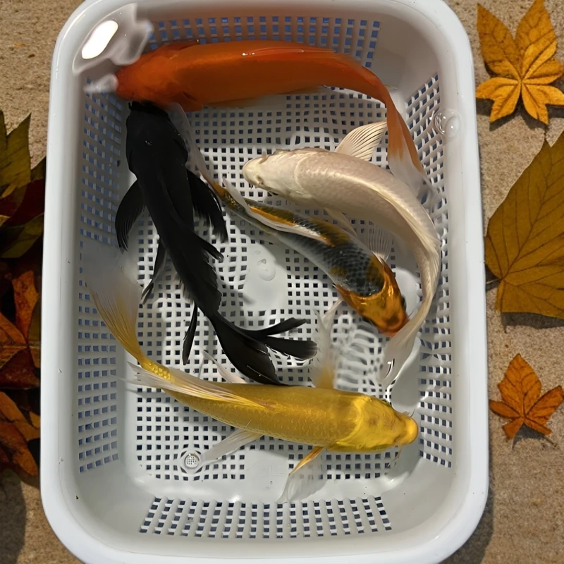 【五福系列】12-14公分观赏鱼冷水鱼锦鲤鹦鹉鱼好养耐活包邮包活