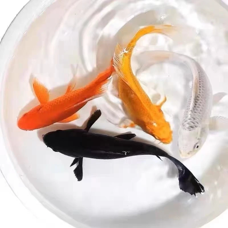 【四喜】1黄1白1红1黑13-15公分冷水观赏鱼锦鲤鱼