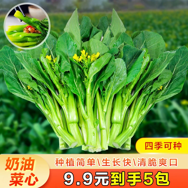 奶油菜心菜苔种籽阳台小院四季盆栽春播种植蔬菜种子