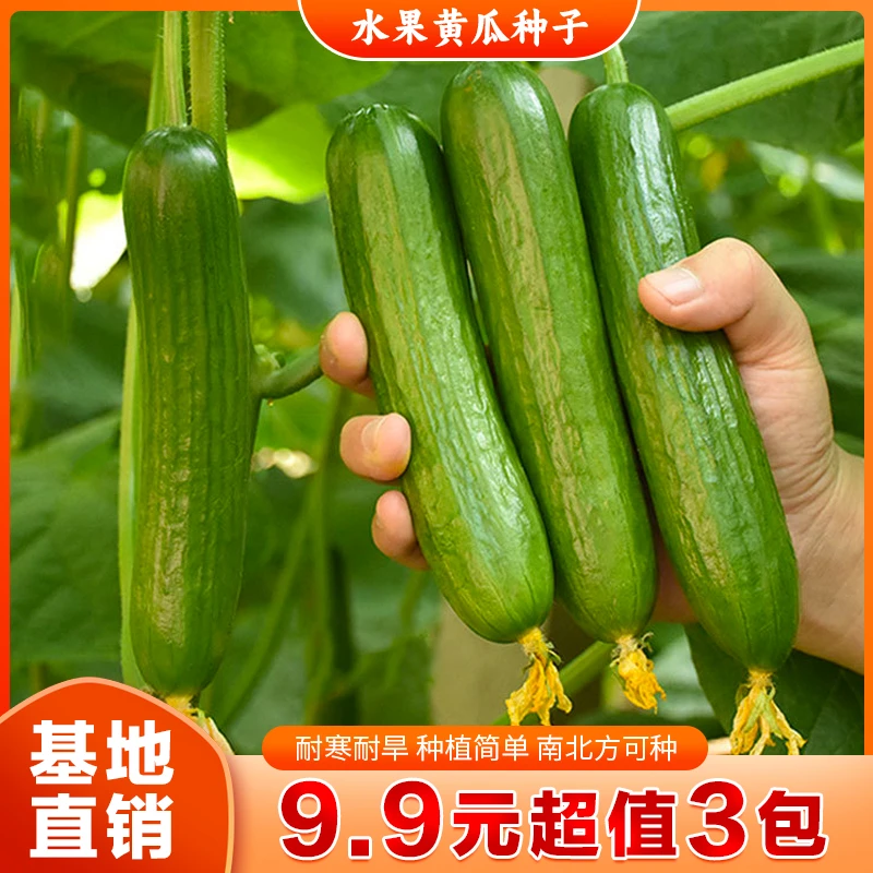 正宗无刺水果黄瓜种子四季播种水果黄瓜种蔬菜种子适应