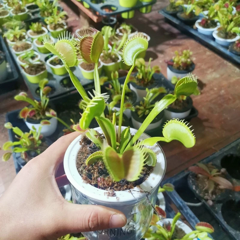 捕蝇草盆栽食虫植物前台室内驱蚊捕虫栽培庭院绿植花卉懒人易养活