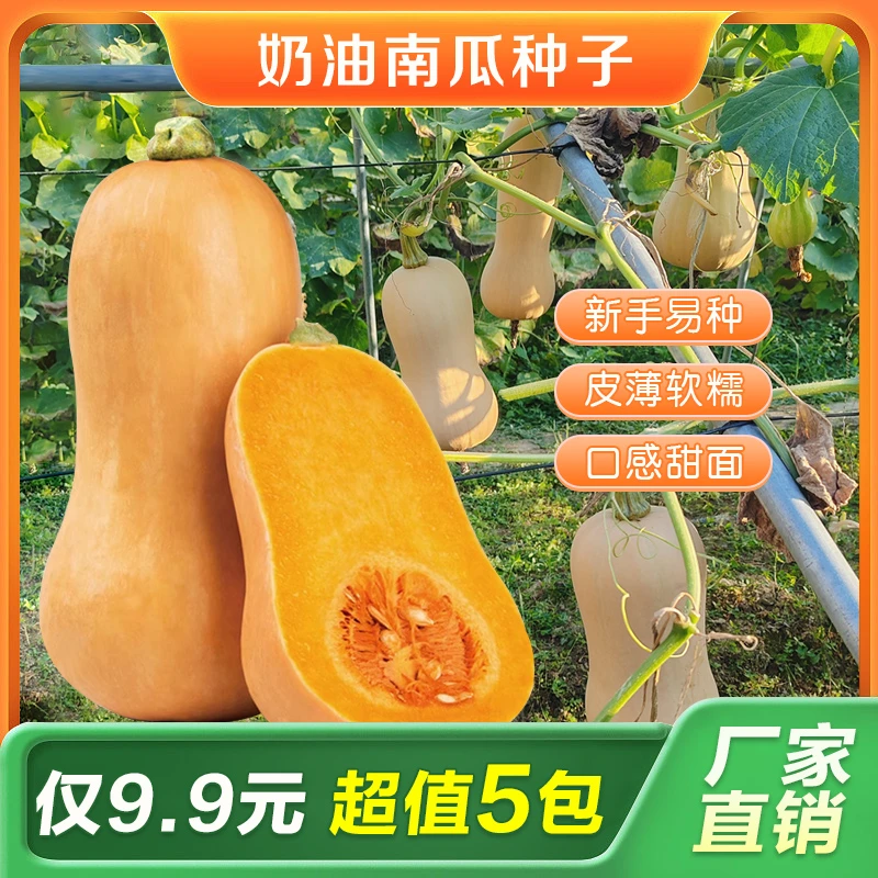 奶油南瓜种子香甜软糯肉质细嫩阿根廷南瓜种子四季种植