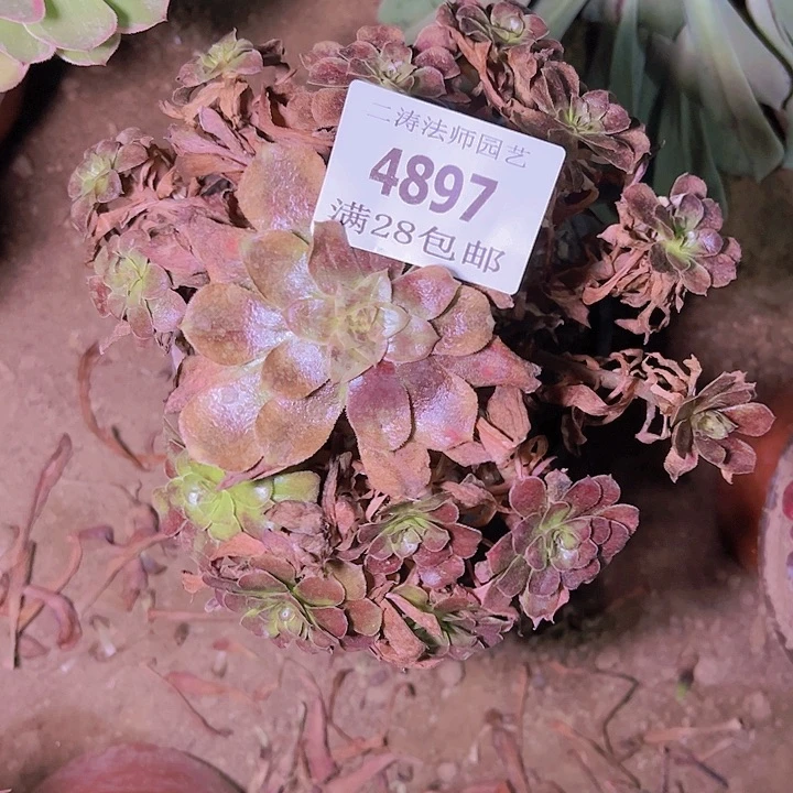 1**84897潘帕斯多肉植物