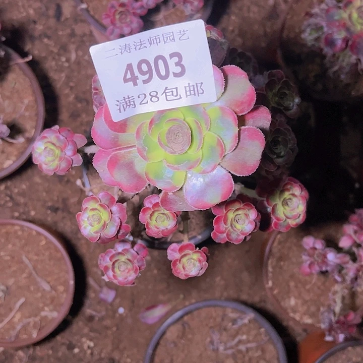 4903香奈儿多肉植物