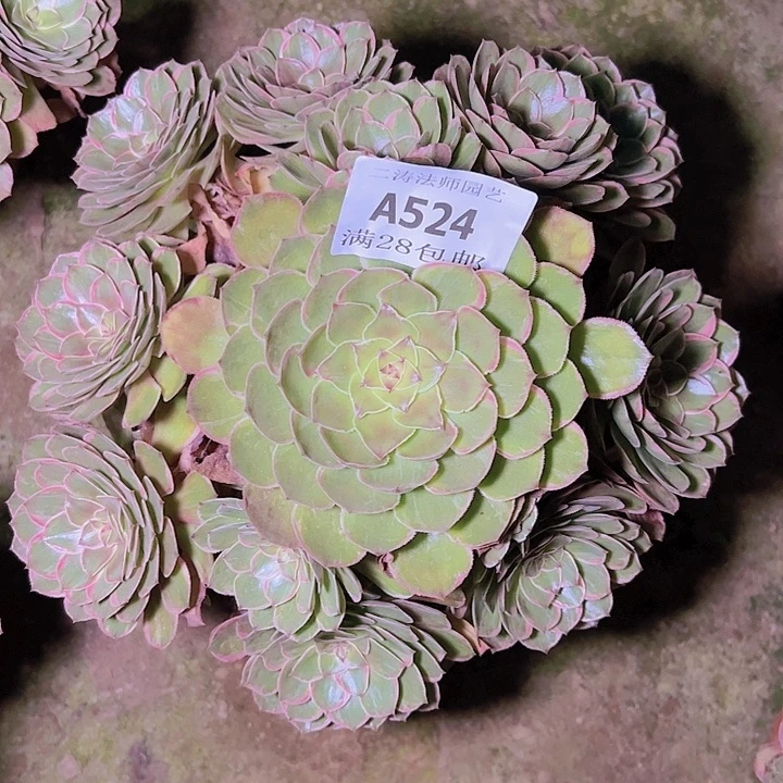 524莲花座多肉植物