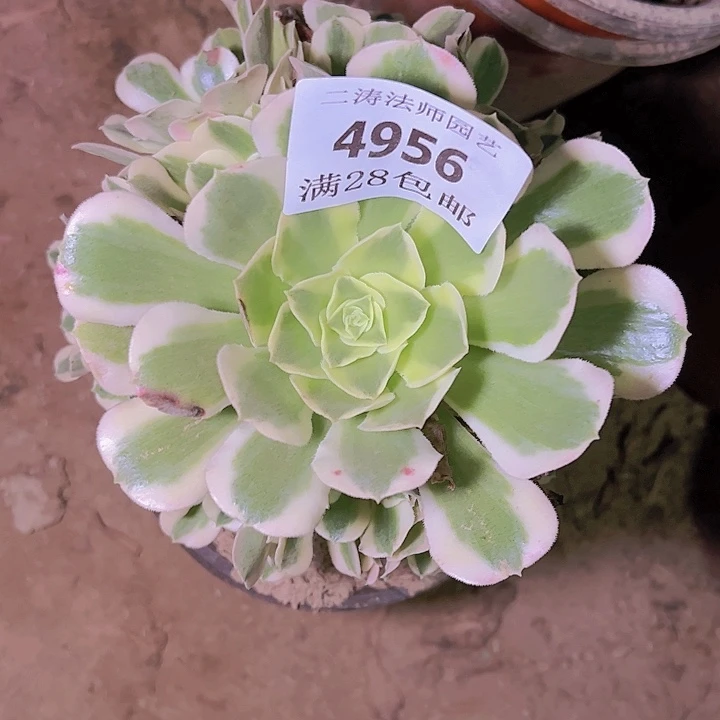 4956白凤多肉植物