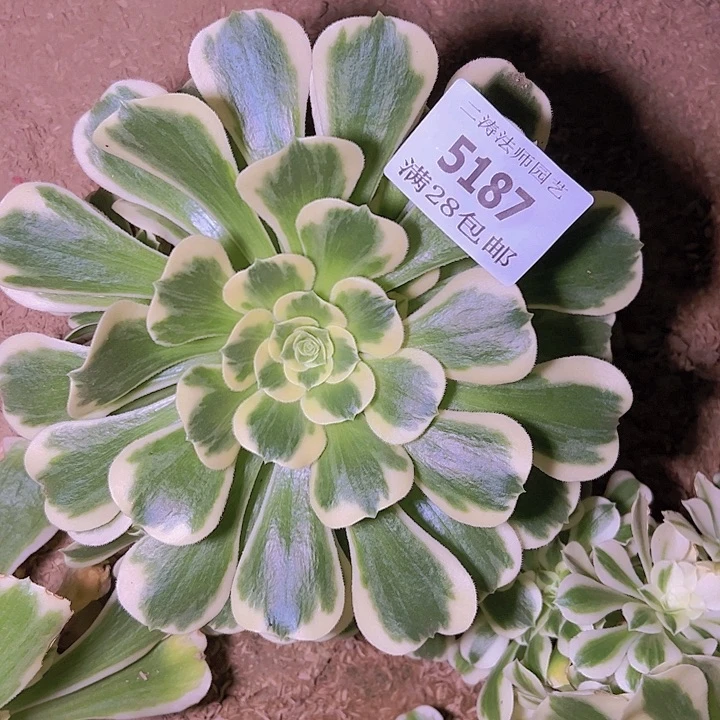 5187迈巴赫多肉植物