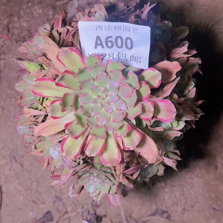 千****”600粉黛多肉植物