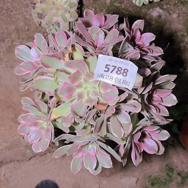 5788浣纱多肉植物