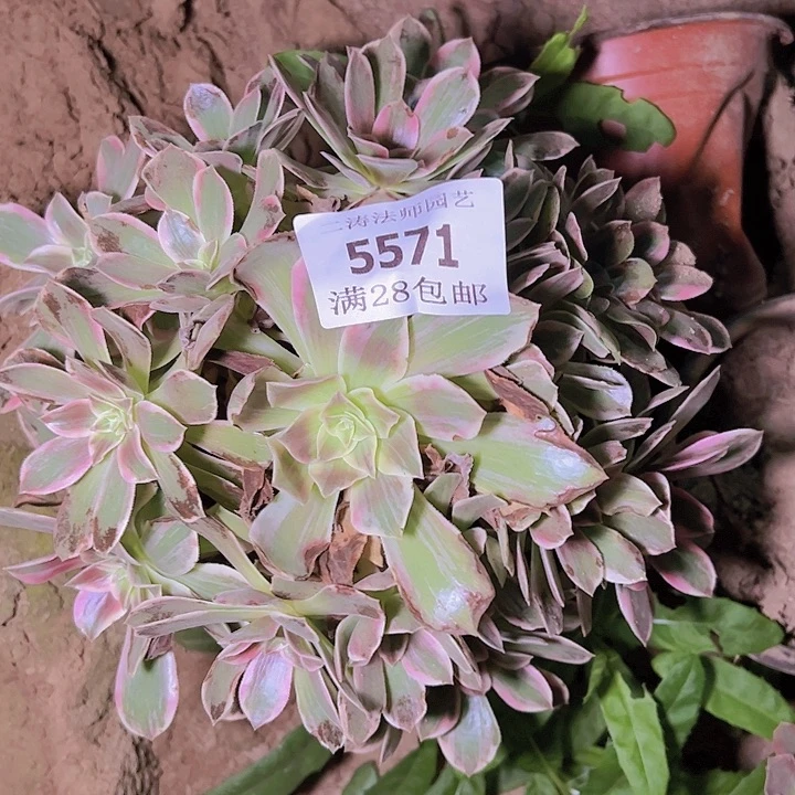 5571浣纱多肉植物