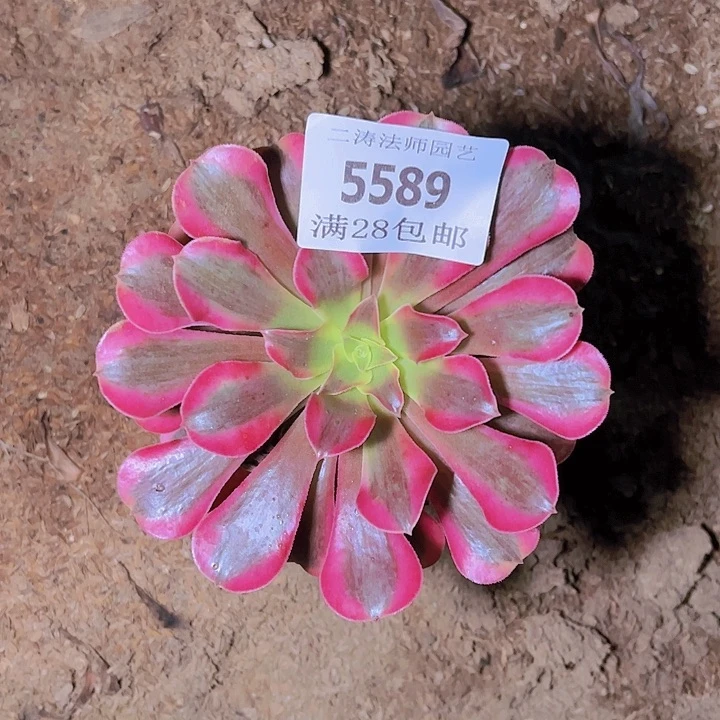 5589美杜莎多肉植物