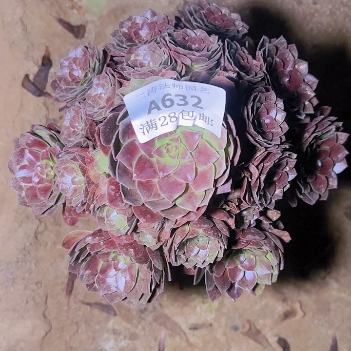 宛**空632黑魔多肉植物