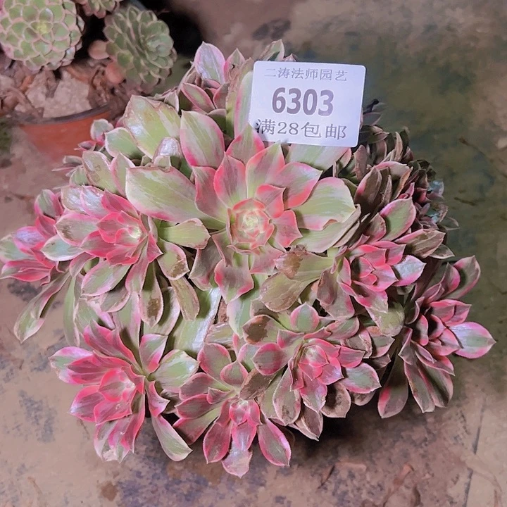 依***!6303浣纱多肉植物