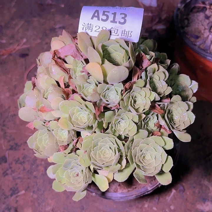 513绿杨蓉多肉植物