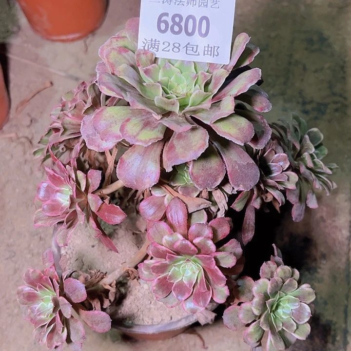 华6800水墨画多肉植物