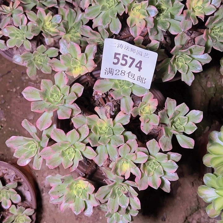 5574甜茶五颗拼盆