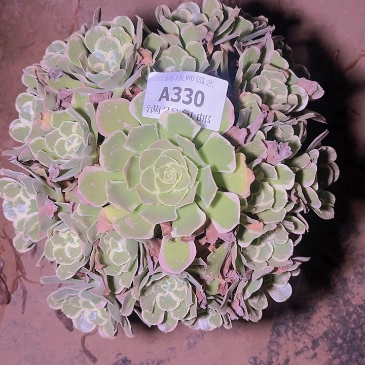 王*锤330雨花石多肉植物发货