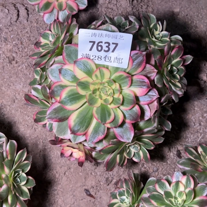 富****馆7637海王多肉植物
