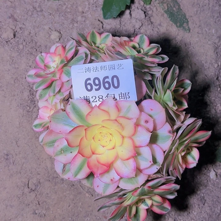 6960倾城多肉植物