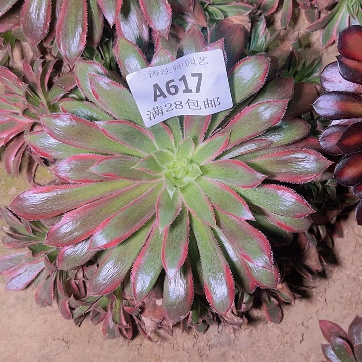 不**论617孔雀锦多肉植物