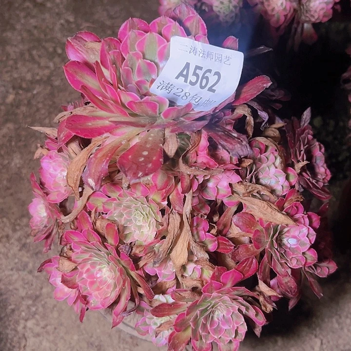 562红彤白多肉植物