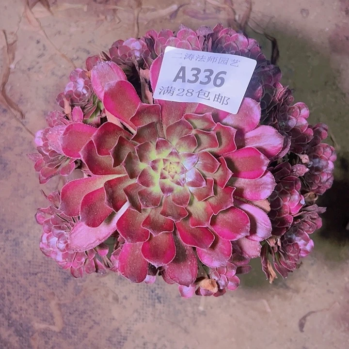芸*336舞天姬多肉发货