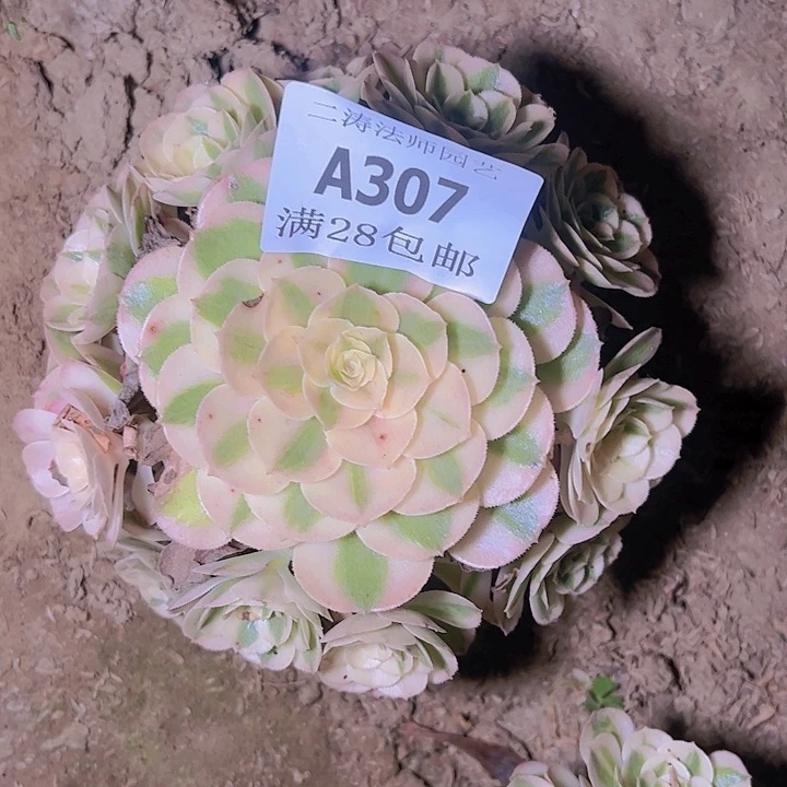 杨*敏307倾城多肉寄养