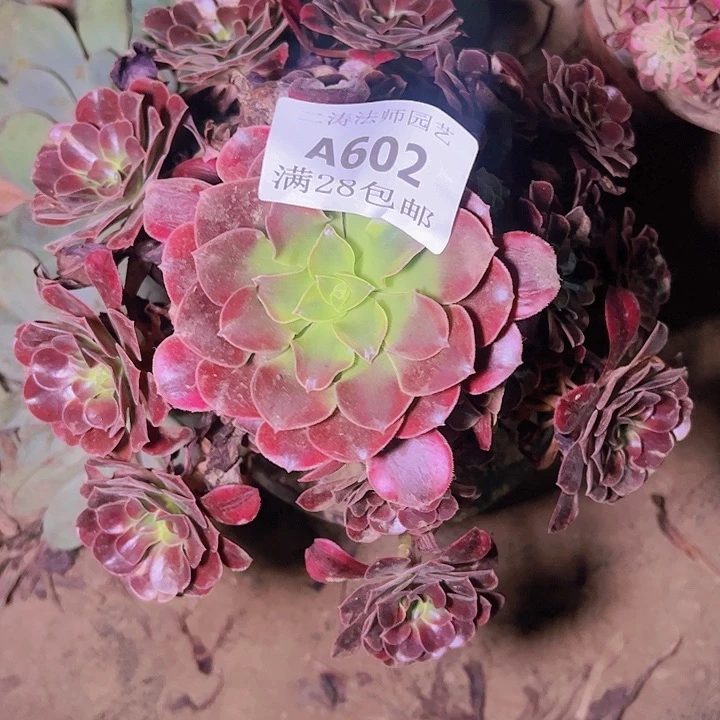 斯****市602美杜莎多肉植物