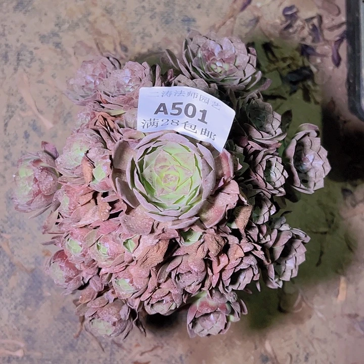 501黑魔多肉植物