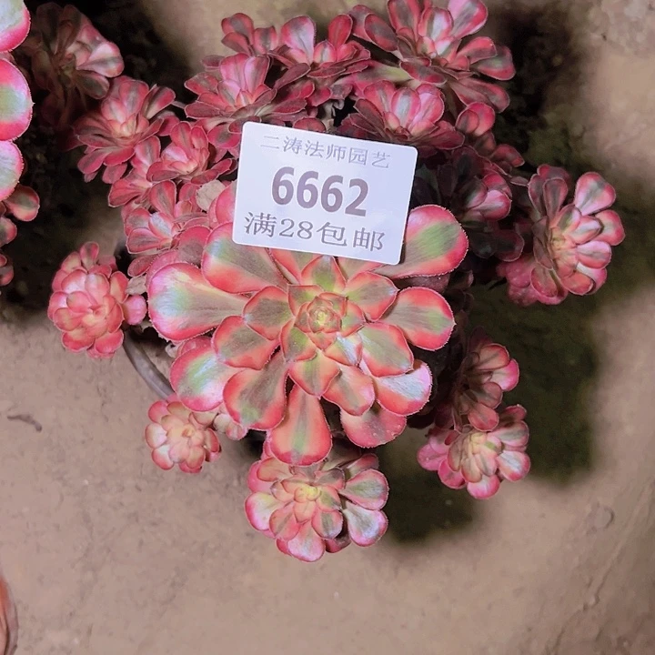 用****26662香香多肉植物保护