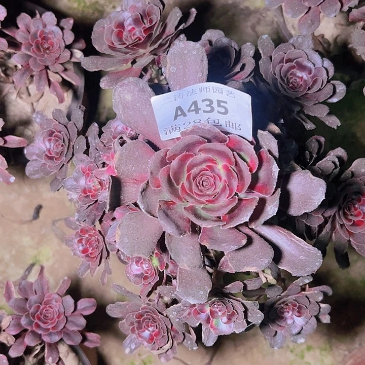 美*435丽娜多肉植物
