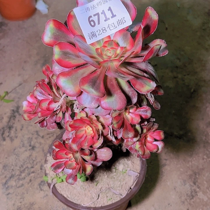 6711香奈尔多肉植物