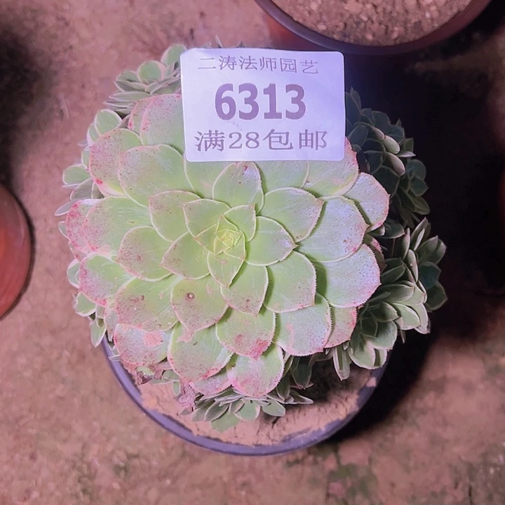 6313粉花妖多肉植物