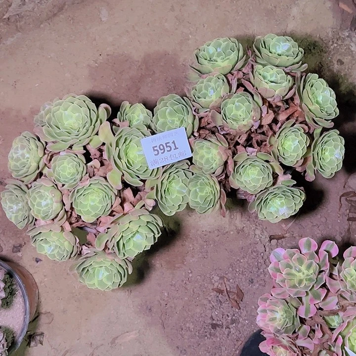 明*妈5951奶白多肉两颗