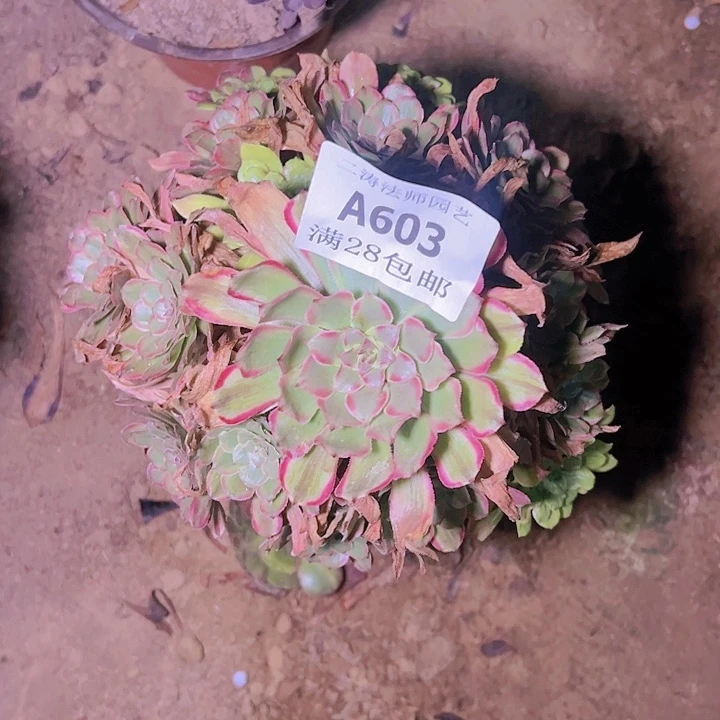 妞*妈603粉黛多肉植物