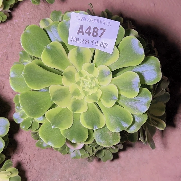 487辛尼亚多肉植物