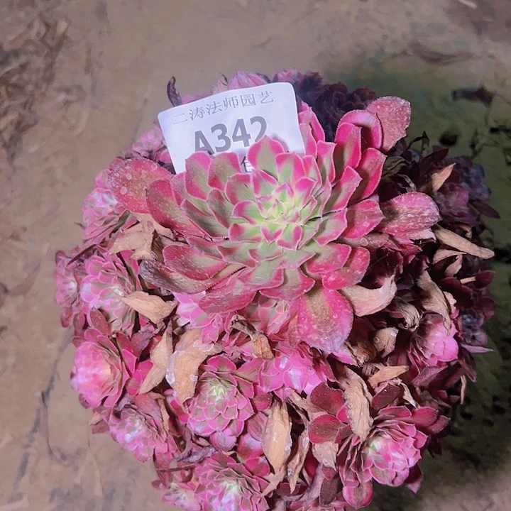 *️****342红彤白多肉发货