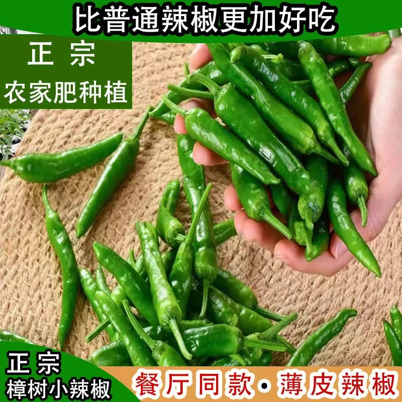 中辣【顺丰包邮发货】精选新鲜采摘樟树青椒薄皮正宗产地供应整箱批