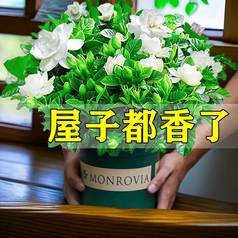 栀子花盆栽花卉植物室内带花苞阳台水培绿植浓香型大树苗四季好养