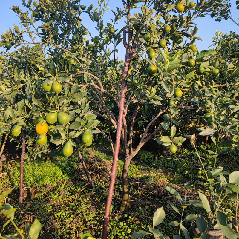 第三代脆密链接（昌）各种绿植素材