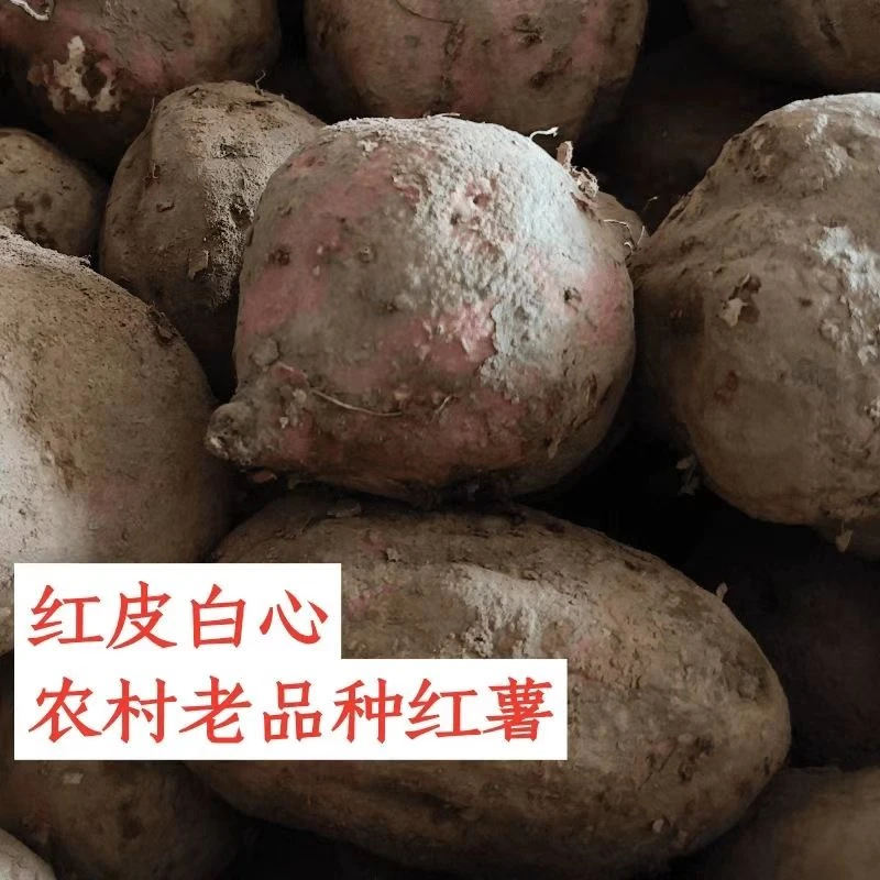 高山农家整箱散装新鲜陕西红薯红皮白心老品种健康红苕软糯香甜