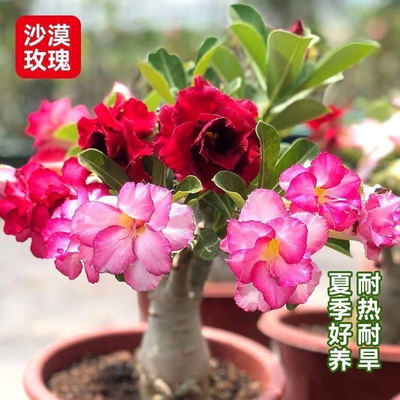 重瓣沙漠玫瑰苗一年苗观花植物四季开花室内绿植花卉盆栽发芽生长