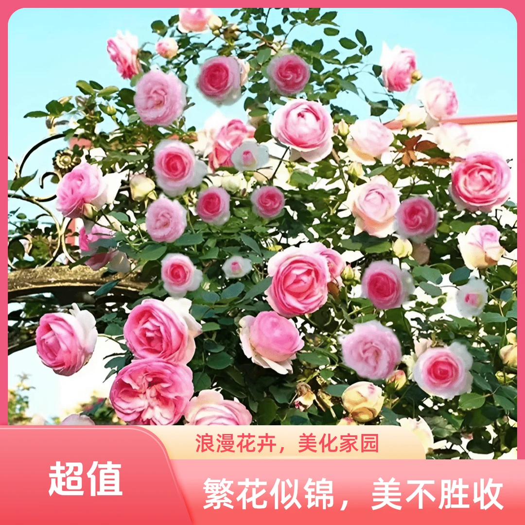 混色爬藤花种子庭院花海四季开花好养易活阳台盆栽花卉红黄刺梅花