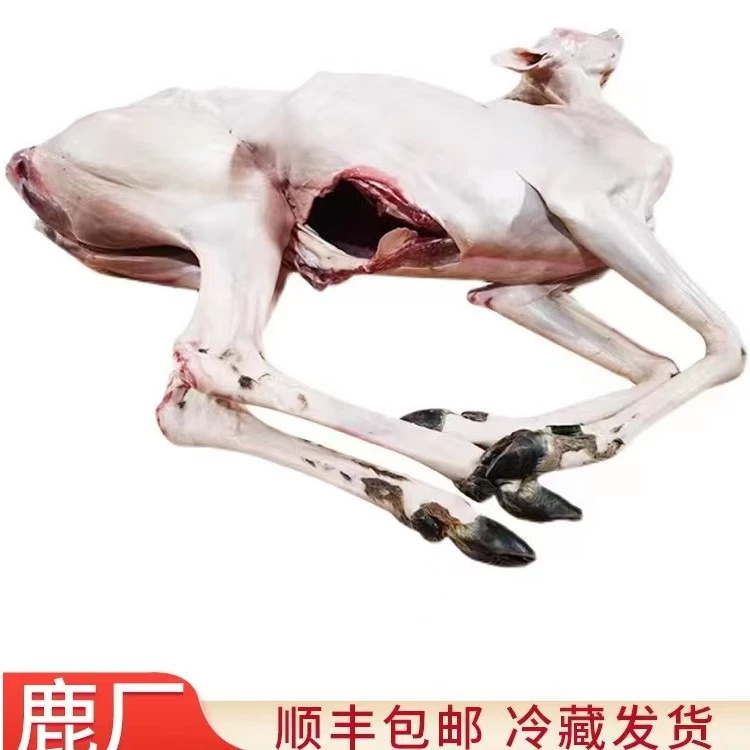 整只梅花鹿 产地直发