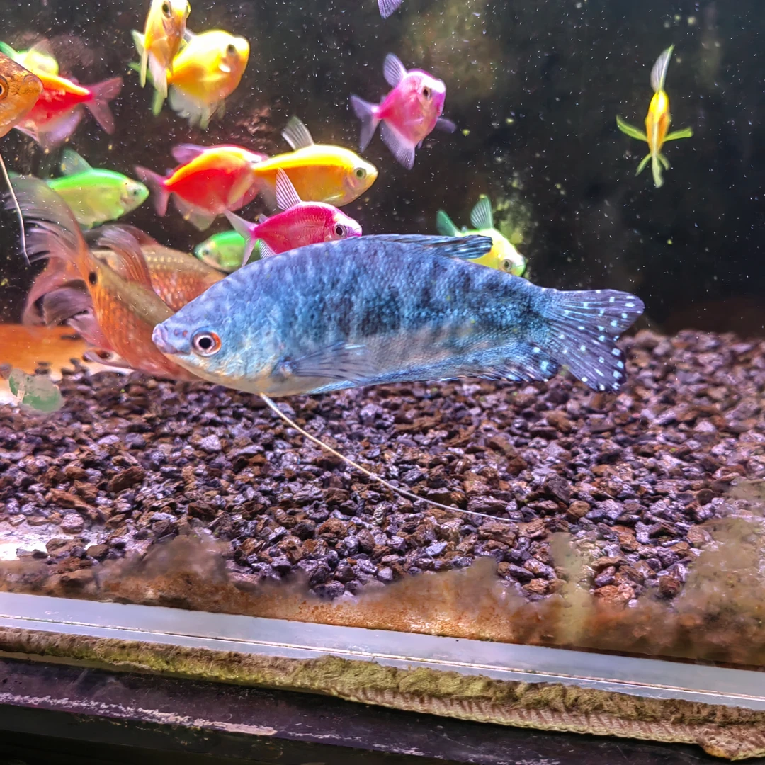 蓝龙鱼黄龙鱼特价包邮斑马鱼小型观赏
