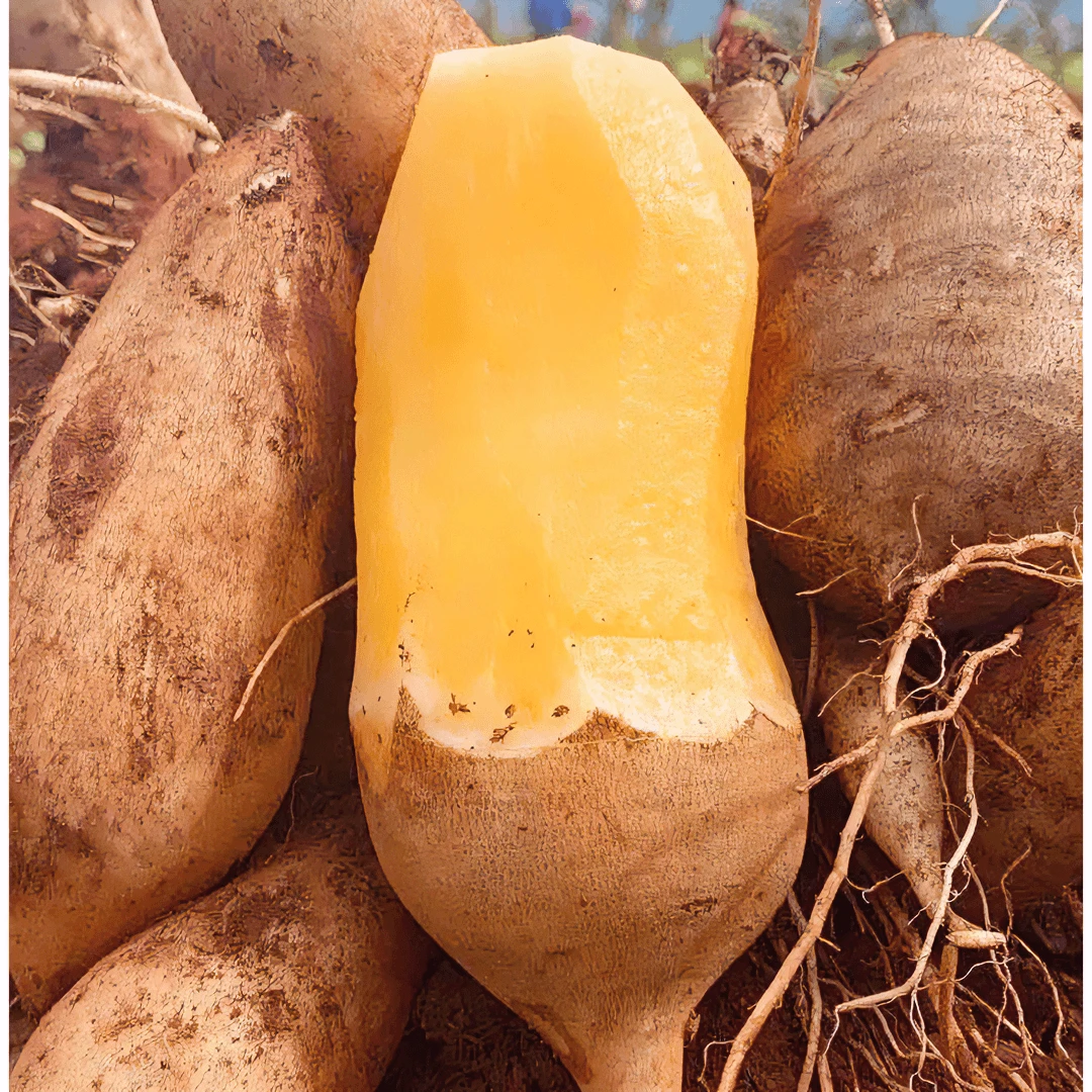 2025新鲜水果云南天山雪莲果头茬黄心红心脆甜3-10斤包邮批发