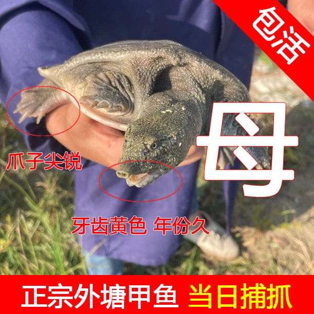 【母鳖】正宗外塘放养母甲鱼鲜活食用王八生态甲鱼